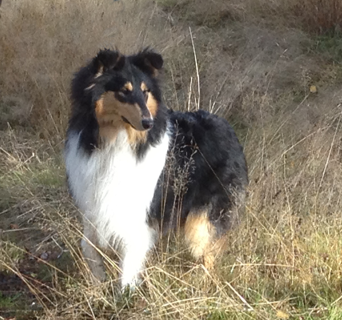 Cathkin Auzzie Belle