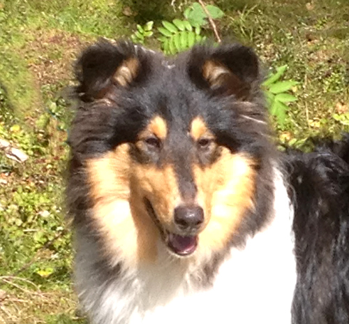 Cathkin Auzzie Belle