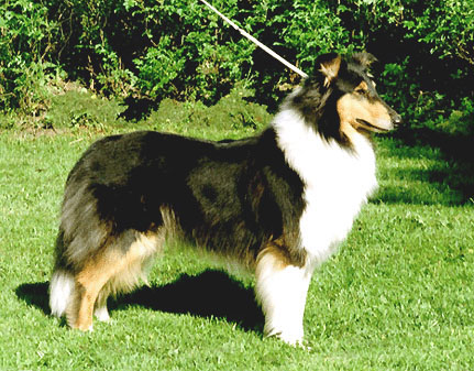 Ruffenuff Likely Lady