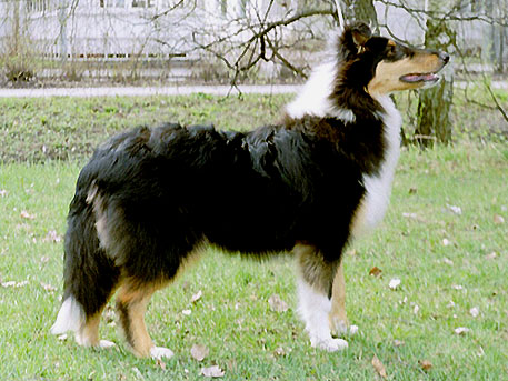 Ruffenuff Prix De Luxe