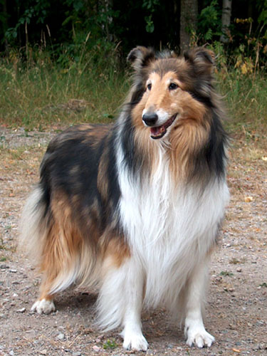 Ruffenuff Mamma Mia