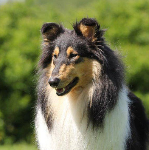 Cathkin Auzzie Belle