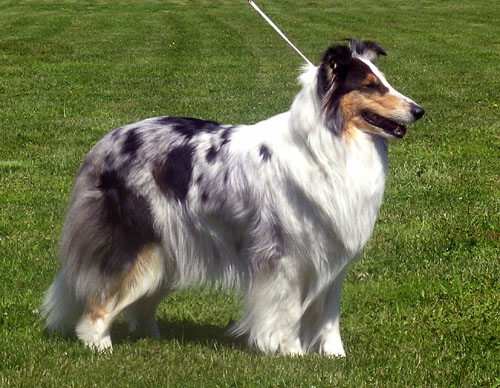Ruffenuff Dirlandarlandee