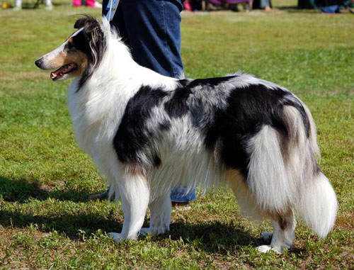 Ruffenuff Dirlandarlandee