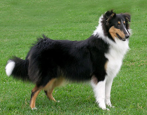 Ruffenuff Second Guess
