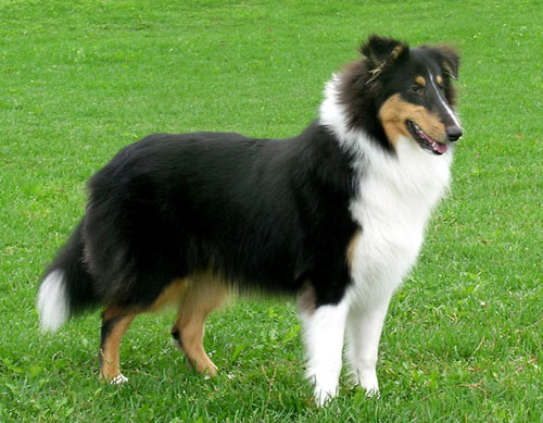 Ruffenuff Second Guess
