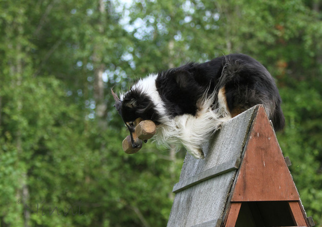 Ruffenuff Much Too Much