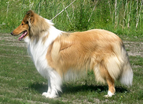 Ruffenuff Amarillo
