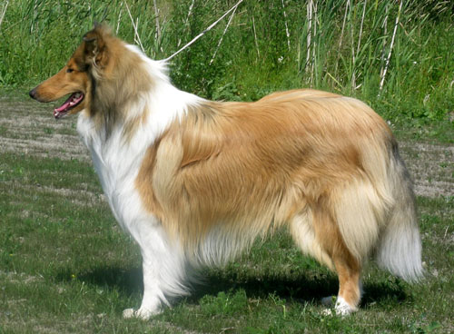 Ruffenuff Amarillo
