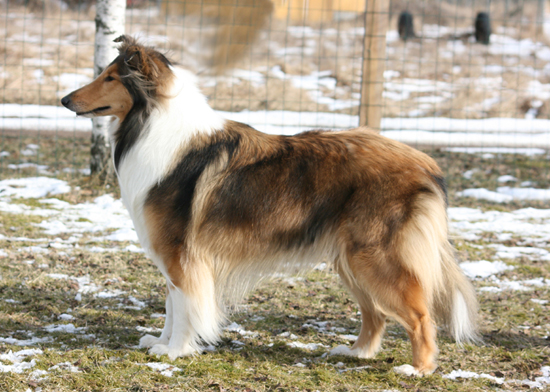 Ruffenuff Amaranthe
