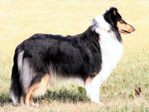 Ruffenuff Appassionata