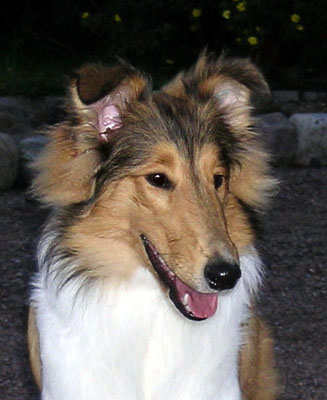 Ruffenuff Cucurrucucu