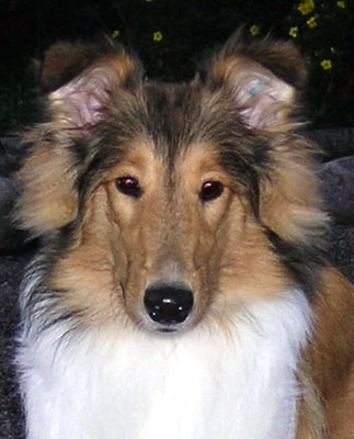 Ruffenuff Cucurrucucu
