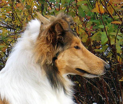 Ruffenuff Cucurrucucu