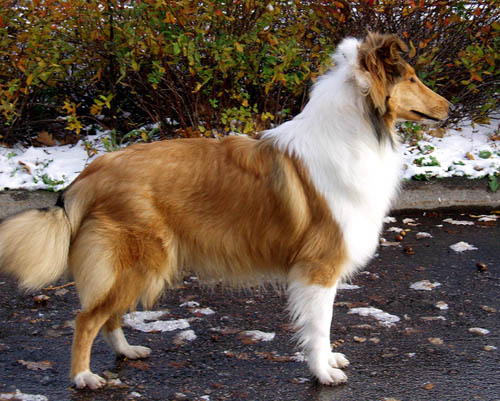Ruffenuff Cucurrucucu