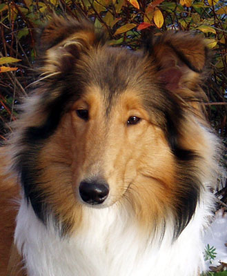 Ruffenuff Cucurrucucu