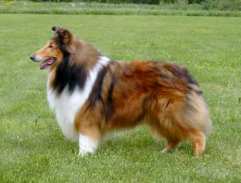 Ruffenuff Man Of Mission