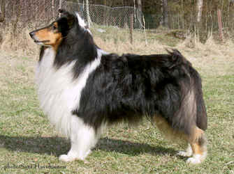 Hawkeire's Spirit O'Barksdale