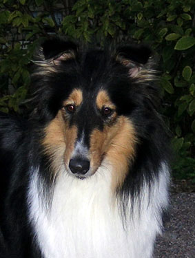 Ruffenuff Macadamia Dulce