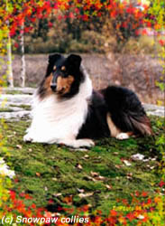 Barksdale Stormsong